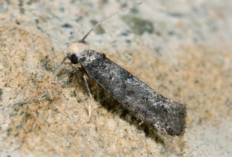 9° Yponomeutidae - P a r a s w a m m e r d a m i a nebulella